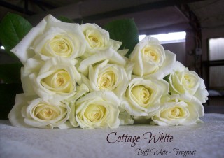 Cottage White