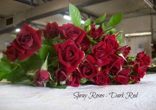 Spray Roses – Dark Red