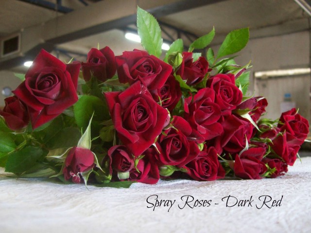 Spray Roses – Dark Red