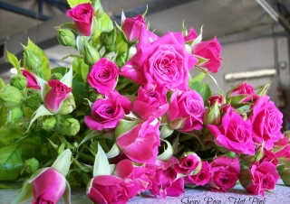 Spray Roses – Hot Pink