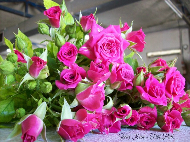 Spray Roses – Hot Pink