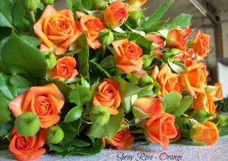 Spray Roses – Orange