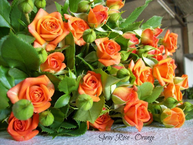 Spray Roses – Orange