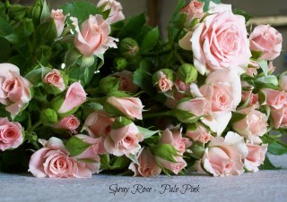 Spray Roses – Pale Pink