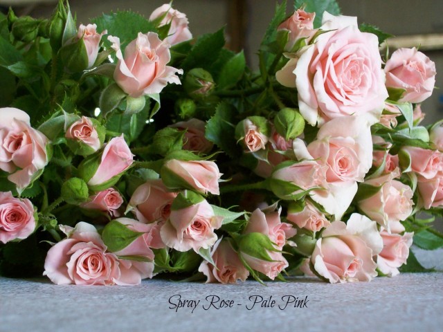 Spray Roses – Pale Pink