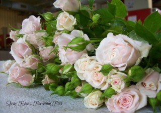 Spray Roses – Porcelain Pink