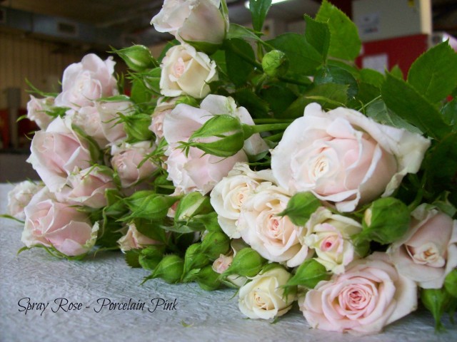 Spray Roses – Porcelain Pink