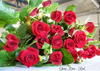 Spray Roses – Red