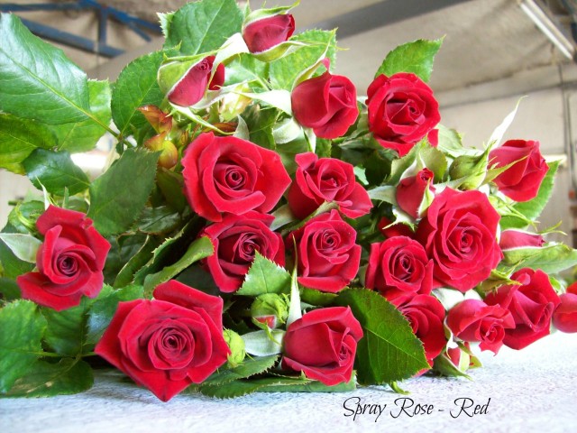 Spray Roses – Red
