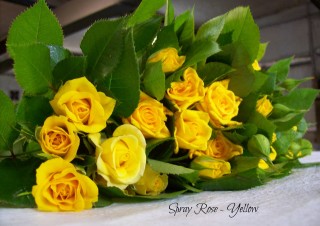 Spray Roses – Yellow