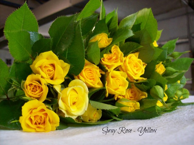 Spray Roses – Yellow