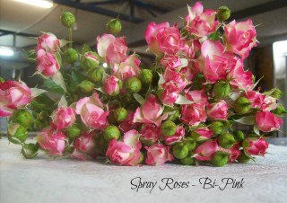 Spray Bi Pink