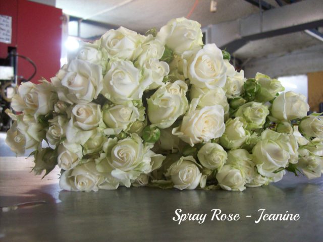 Spray Rose Jeaninepm