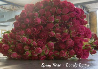 Spray Rose Lovely Lydiapm