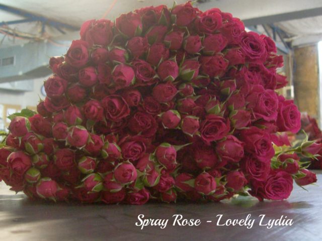 Spray Rose Lovely Lydiapm