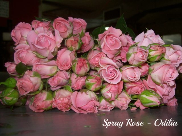 Spray Rose Odiliapm