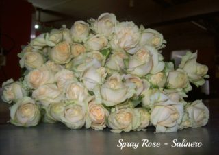 Spray Rose Solineropm