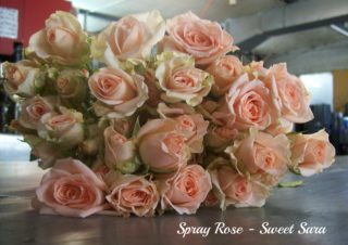Spray Rose Sweet Sarapm