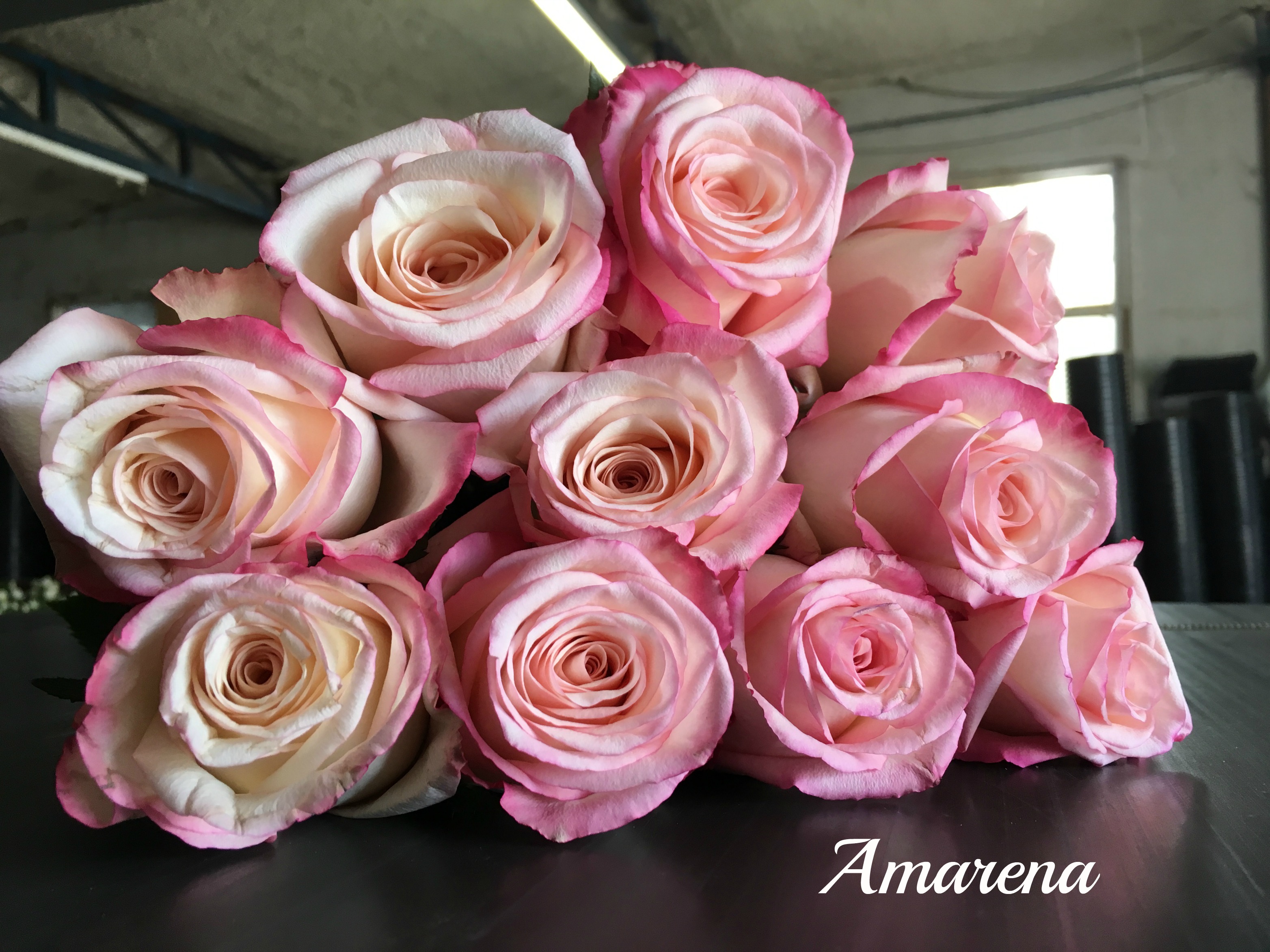 imported-kenyan-rose-varieties-bagala-bros-australia