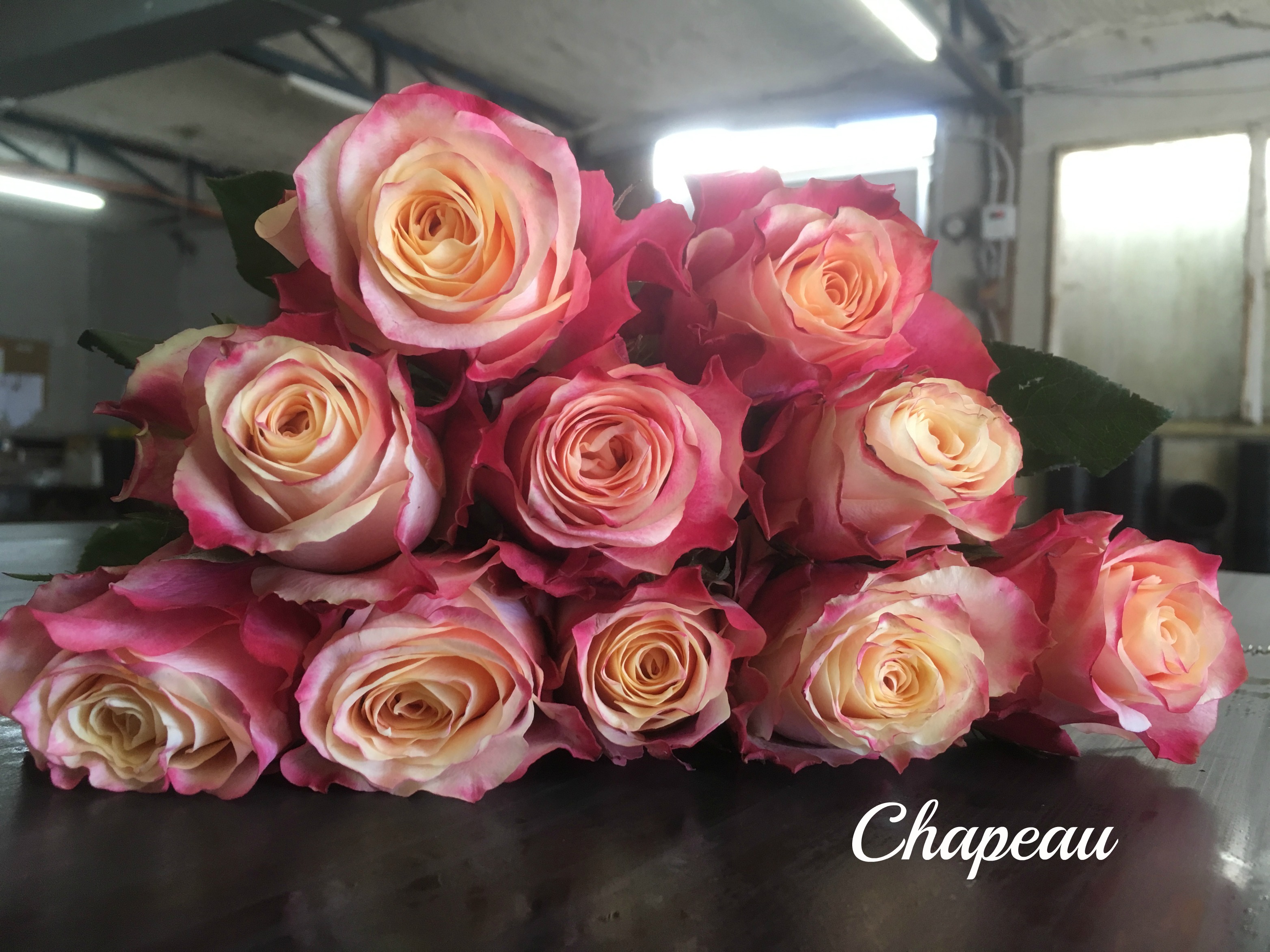 imported-kenyan-rose-varieties-bagala-bros-australia