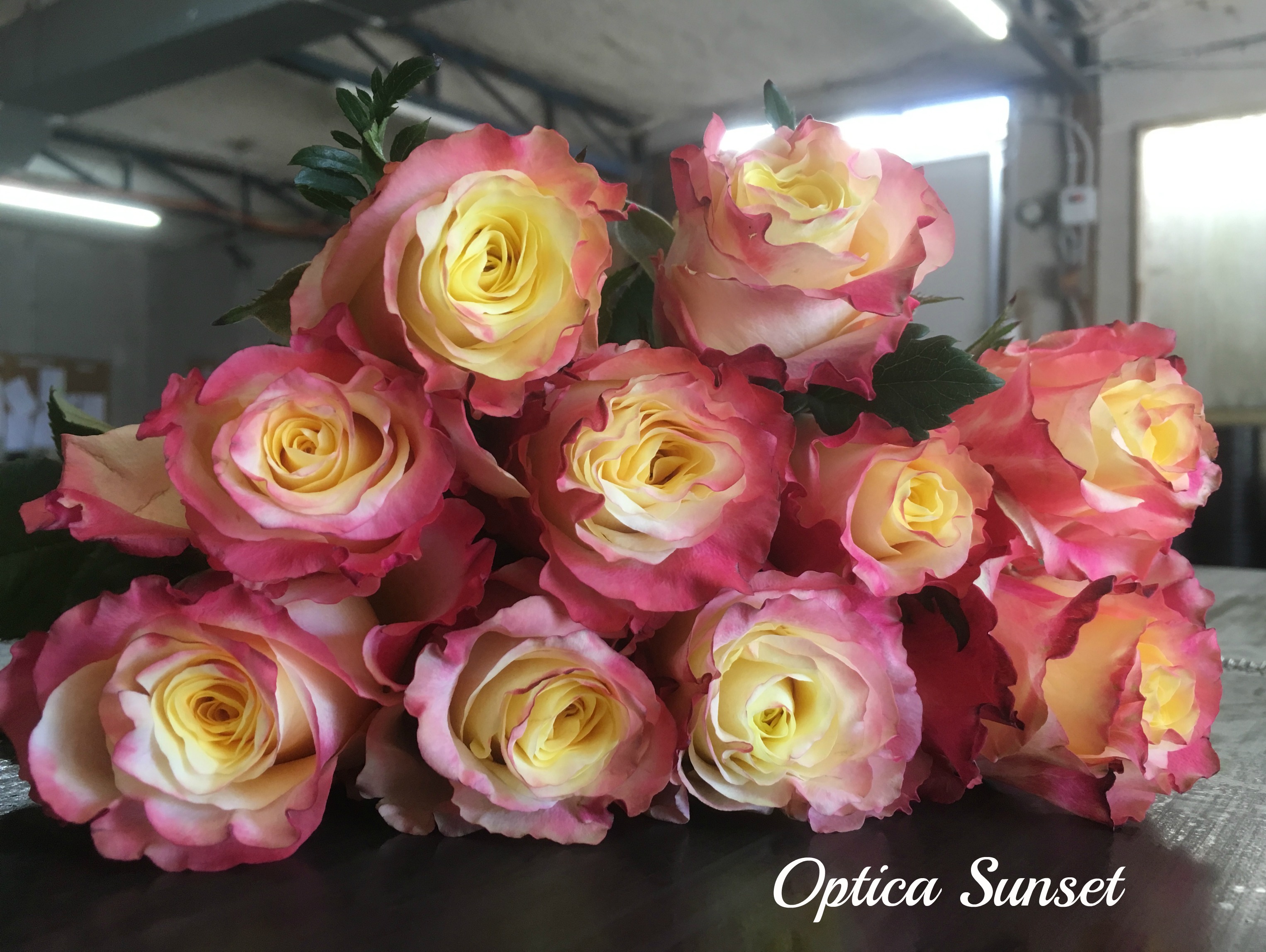 Optica Sunset роза