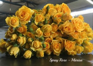 Spray Rose Marisapm