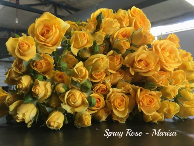 Spray Rose Marisapm