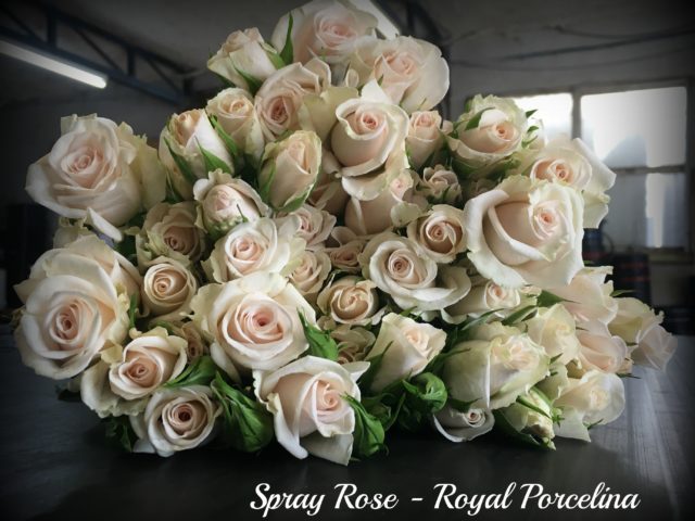 spray-rose-royal-porcelinapm