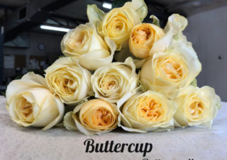 Buttercup