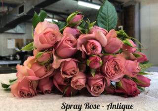 sprayrose antique