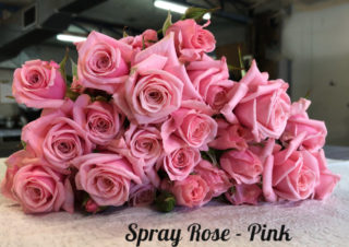 sprayrose pink