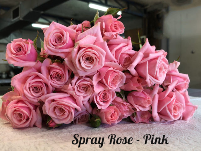 sprayrose pink