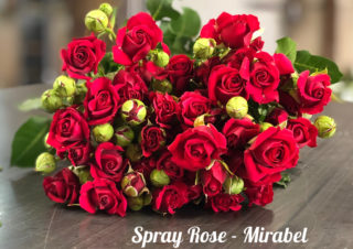 Spray Rose Mirabelpm