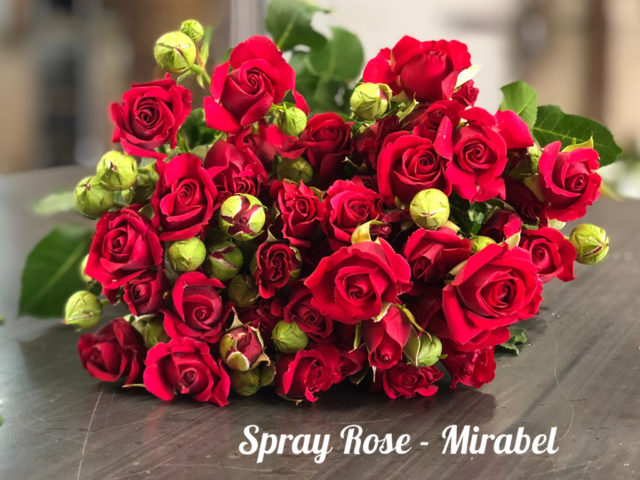 Spray Rose Mirabelpm